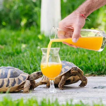 George & Danai Kassiopi