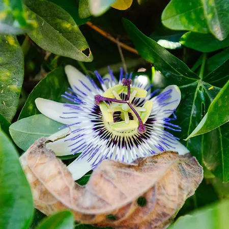 Дом отдыха George & Danai *